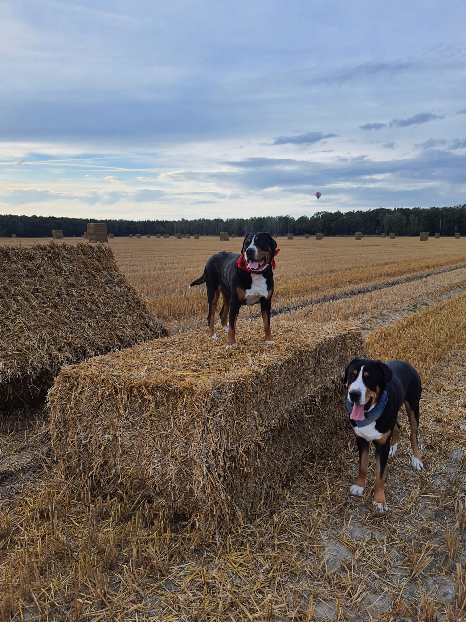 Das sind unsere Besten - Jack und Baileys